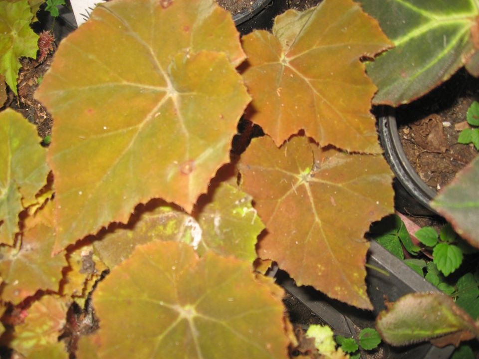 B. ‘Talinga Tan’